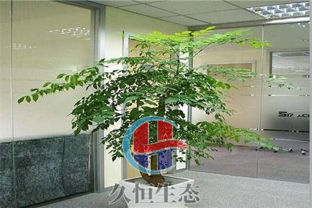 宁波奉化幸福树 (2)