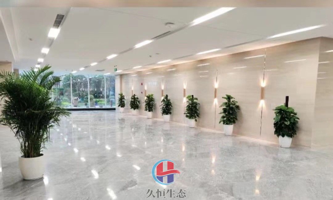宁波奉化行政单位大厅走廊大型绿植摆放
